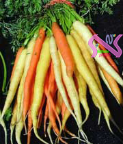 انواع هویج
