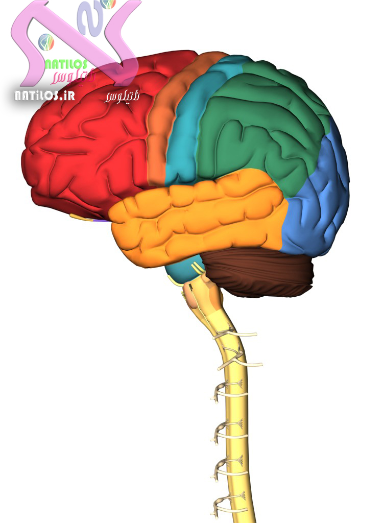 تحقیق درمورد مغز انسان تحقیق درسی آناتومی مغز انسان+تصویر و عکس